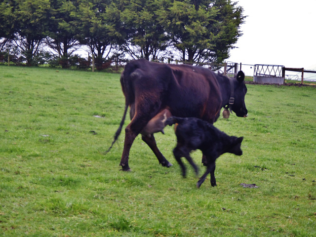 Cassie at 2 days old