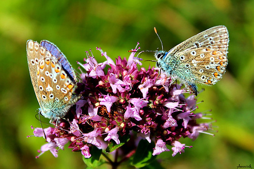 INDIGO & SAFRAN***