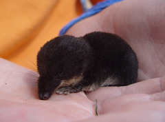 Common Shrew - Näbbmus - Sorex araneus
