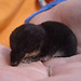Common Shrew - Näbbmus - Sorex araneus