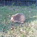 Hurray, a hedgehog June 2008