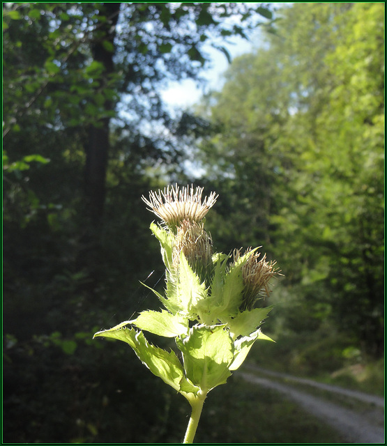 Licht am Waldweg