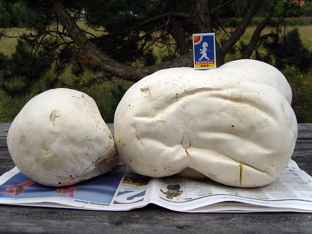 Jätteröksvamp / Gigant Puffball