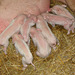 brand new piglets