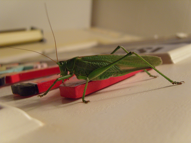 4" green grass hopper