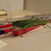 4" green grass hopper