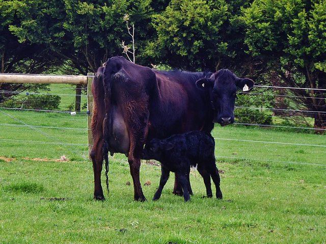 Cassie at 2 days old