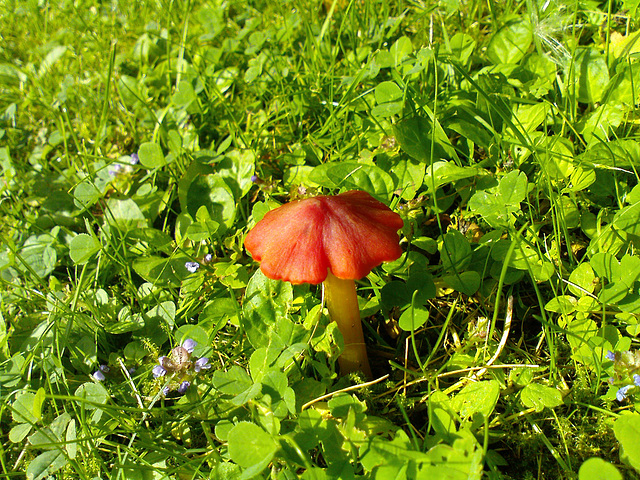 No idea what it is, but it's eye catching