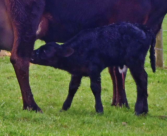 Cassie at 2 days old