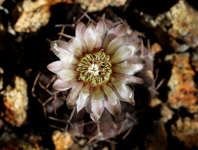 Gymnocalycium stellatum - occultum