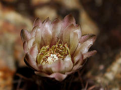 Gymnocalycium  (2)