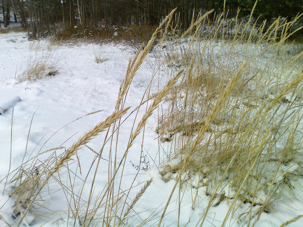 Beach rye, Bokenäs