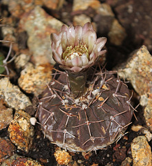 Gymnocalycium  stellatum - occultum