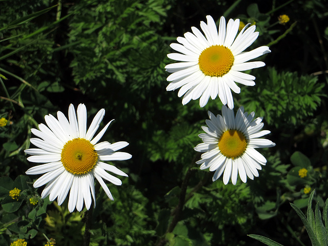 Drei Gänseblümchen