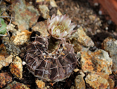 Gymnocalycium  occultum -stellatum