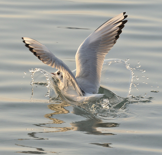 Plongeon de dame mouette...