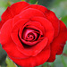 Macro sur une belle rose rouge...