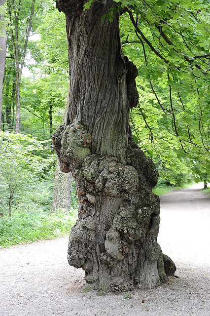 Spuren eines Baumlebens