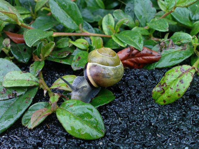 We did not eat this one