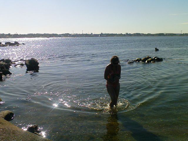 Oyster catcher in the Sun