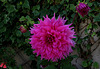 Dahlia (3)
