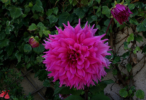 Dahlia (3)