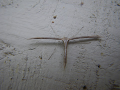 White plume moth / Silverfjädermott