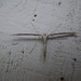 White plume moth / Silverfjädermott