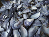 Mussles from the west coast