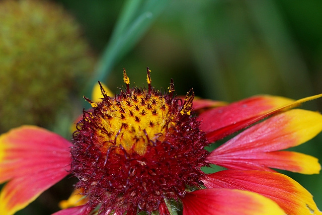 Gaillarde