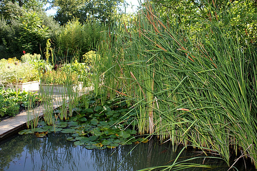 Bassin des Typha (ou Massettes )