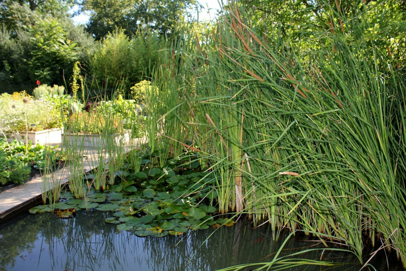 Bassin des Typha (ou Massettes )