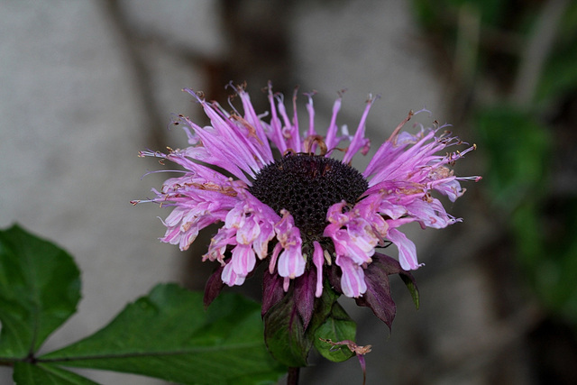 Monarda dydima hybride