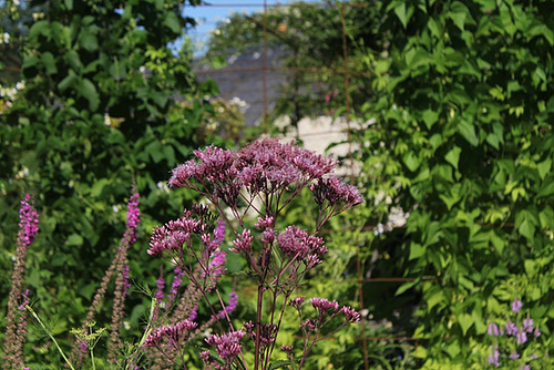 Eupatorium maculatum