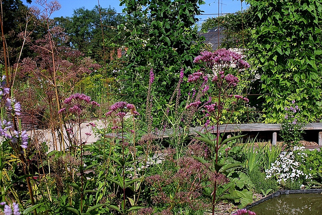 Eupatorium maculatum (2)