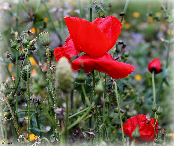 COQUELICOT *** !!!