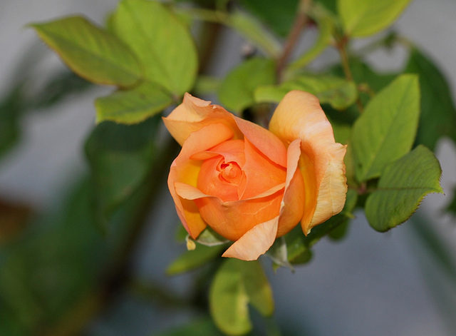 Rose orange