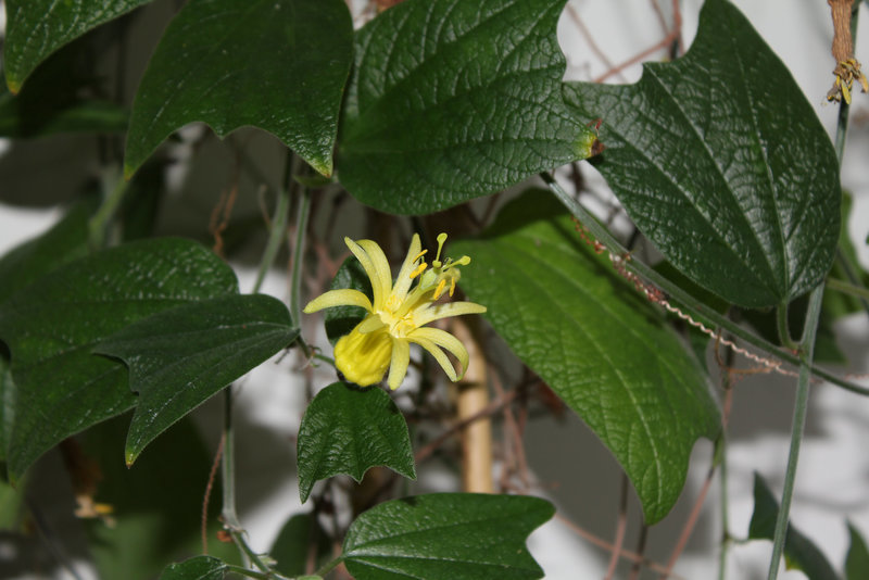 Passiflora citrina (3)