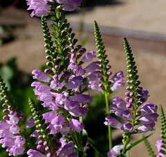 Physostegia virginiana