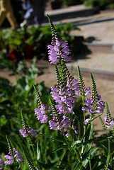 Physostegia virginiana (2)