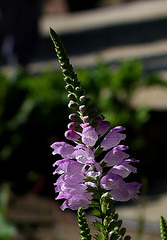 Physostegia virginiana (3)