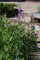 Physostegia virginiana (4)