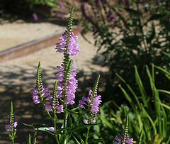 Physostegia virginiana (5)