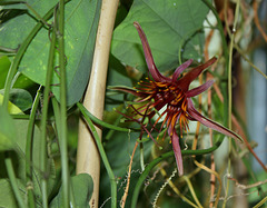 Passiflora 'Sunfire '