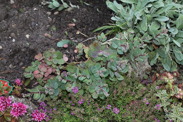 Sedum Bertram  Anderson