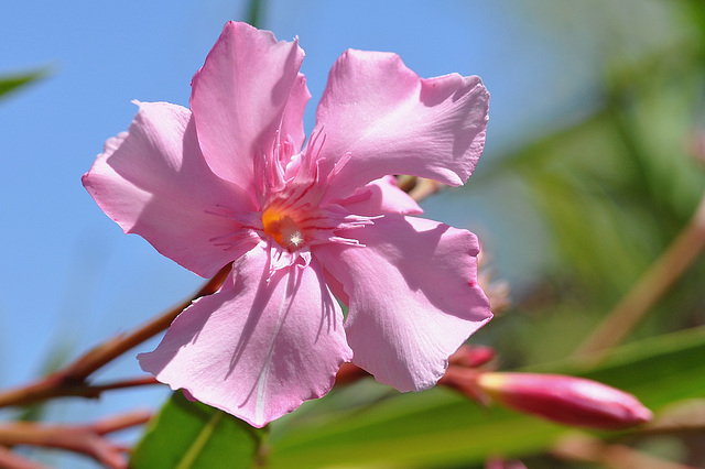 Oleanderblüte