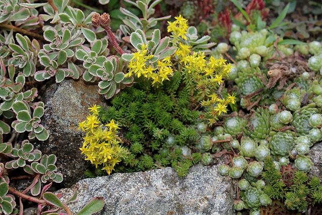 Sedum sexangulare