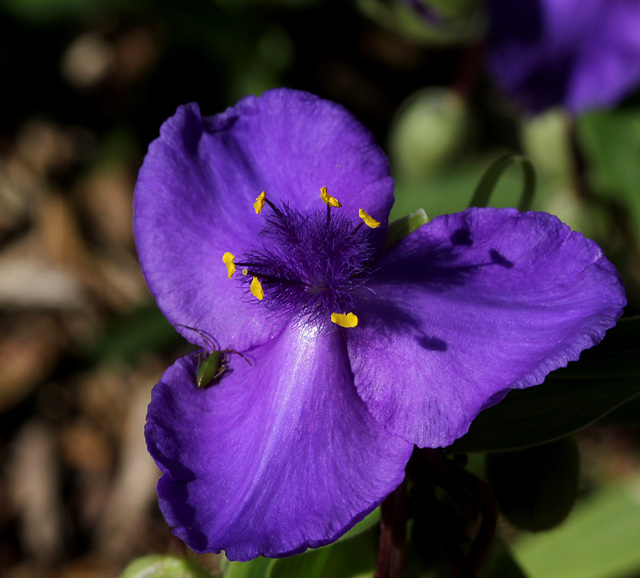 Tradescantia x Andersonia (4)