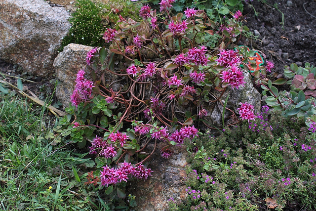 Sedum spurium (2)