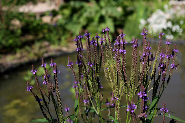 Verbena hastata (3)